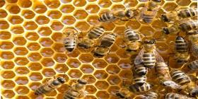 الحرفي الصغير - ورشة مغامرة النحل