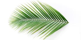 Palm Tree Paper Making
