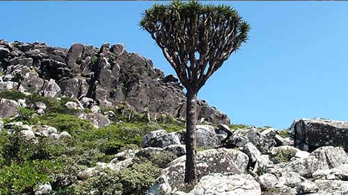 The International Union for Conservation of Nature (IUCN) Calls for the Protection of Socotra archipelago, a WHC site